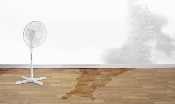 Best Water damage cleanup near me  in Niles, OH